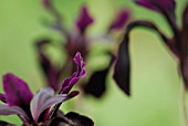 IRIS CHRYSOGRAPHES BLACK KNIGHT