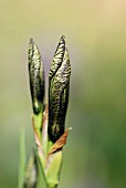 IRIS SIBIRICA FLIGHT OF BUTTERFLIES