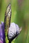 IRIS SIBERICA FLIGHT OF BUTTERFLIES