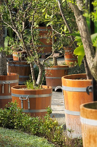 CLASSIC_WOODEN_ORANGERY_TUBS