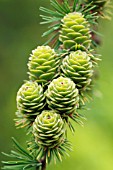 LARIX KAEMPFERI