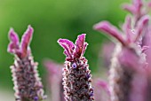 LAVANDULA HELMSDALE