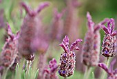 LAVANDULA HELMSDALE