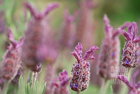 LAVANDULA_HELMSDALE