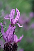 LAVANDULA STOECHAS SUBSP. PEDUNCULATA