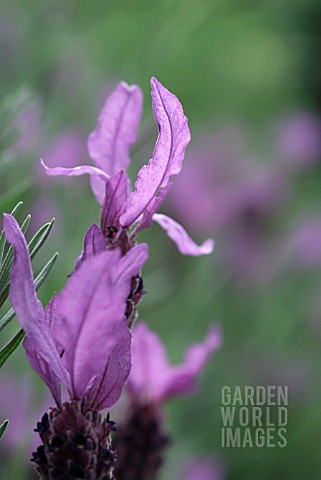 LAVANDULA_STOECHAS_SUBSP_PEDUNCULATA