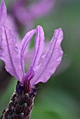 LAVANDULA STOECHAS SUBSP. PEDUNCULATA