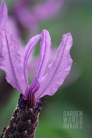 LAVANDULA_STOECHAS_SUBSP_PEDUNCULATA