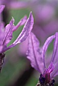 LAVANDULA STOECHAS SUBSP. PEDUNCULATA