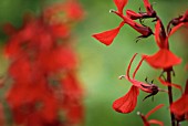 LOBELIA CARDINALIS