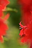 LOBELIA CARDINALIS
