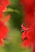 LOBELIA CARDINALIS