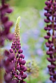 LUPINUS THUNDERCLOUD