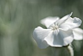 LYCHNIS CORONARIA ALBA