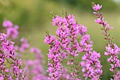 LYTHRUM SALICARIA ROBERT