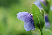 MECONOPSIS BETONICIFOLIA