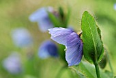 MECONOPSIS BETONICIFOLIA