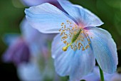 MECONOPSIS BETONICIFOLIA