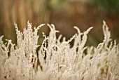 MISCANTHUS OLIGOSTACHYUS NANUS VARIEGATUS