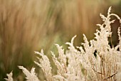 MISCANTHUS OLIGOSTACHYUS NANUS VARIEGATUS