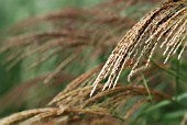 MISCANTHUS SILBERFEDER