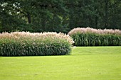 MISCANTHUS SINENSIS ADAGIO & FERNER OSTEN