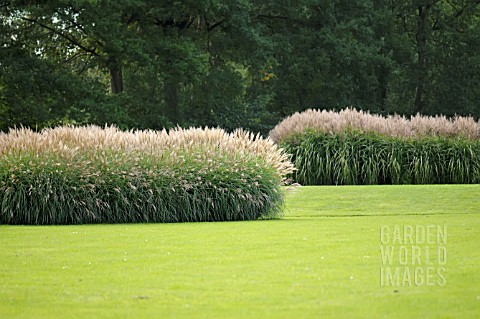 MISCANTHUS_SINENSIS_ADAGIO__FERNER_OSTEN