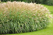 MISCANTHUS SINENSIS ADAGIO