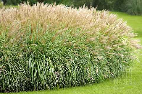 MISCANTHUS_SINENSIS_ADAGIO