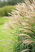 MISCANTHUS SINENSIS ADAGIO