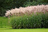 MISCANTHUS SINENSIS FERNER OSTEN