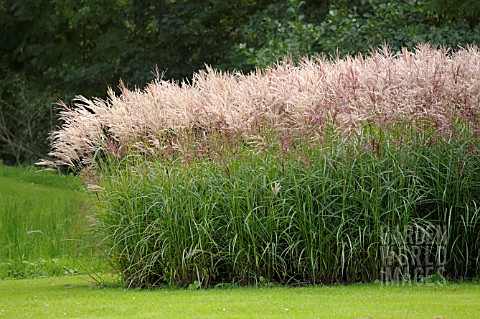 MISCANTHUS_SINENSIS_FERNER_OSTEN