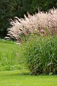 MISCANTHUS SINENSIS FERNER OSTEN