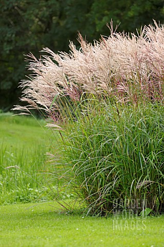 MISCANTHUS_SINENSIS_FERNER_OSTEN