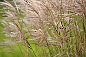 MISCANTHUS SINENSIS FERNER OSTEN