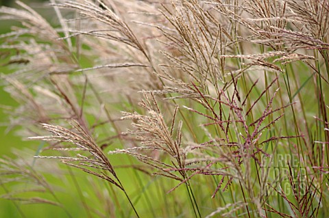 MISCANTHUS_SINENSIS_FERNER_OSTEN