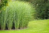 MISCANTHUS SINENSIS GRACILLIMUS