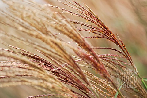 MISCANTHUS_SINENSIS_HERMANN_MUSSEL