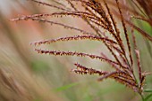 MISCANTHUS SINENSIS HERMANN MUSSEL