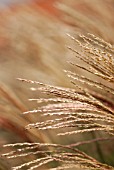 MISCANTHUS SINENSIS HERMANN MUSSEL