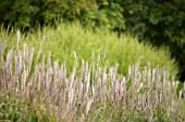 MISCANTHUS SINENSIS PURPUREUS