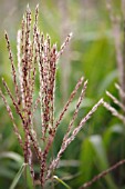 MISCANTHUS SINENSIS PURPUREUS