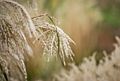 MISCANTHUS SINENSIS ROLAND