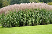 MISCANTHUS SINENSIS ROTFUCHS