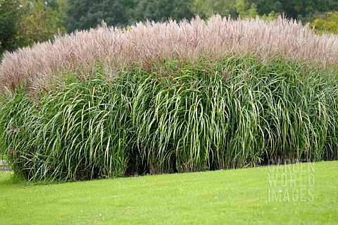 MISCANTHUS_SINENSIS_ROTFUCHS