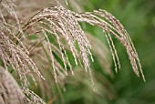 MISCANTHUS SILBERFEDER