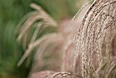 MISCANTHUS SILBERFEDER