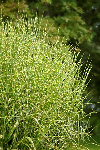 MISCANTHUS_SINENSIS_ZEBRINUS