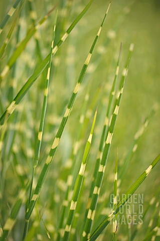 MISCANTHUS_SINENSIS_ZEBRINUS