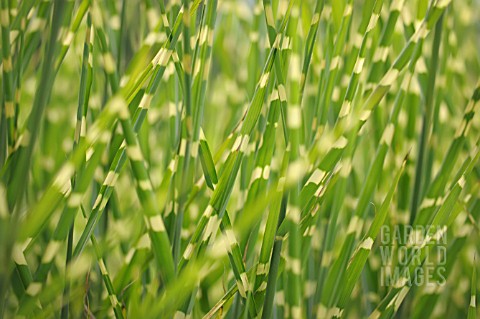 MISCANTHUS_SINENSIS_ZEBRINUS